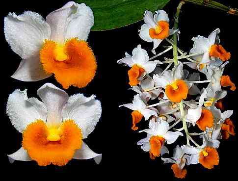 Dendrobium thyrsiflorum